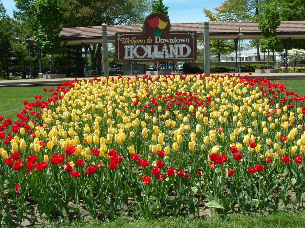 tulips in Holland, Michigan