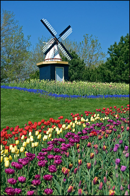 Tulips and windmill